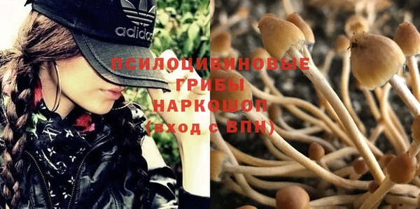 прущие грибы Абаза