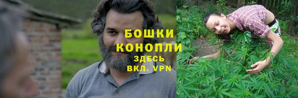 прущие грибы Абаза